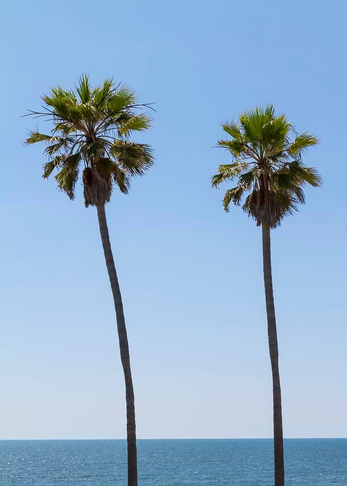 Palm Trees at the beach