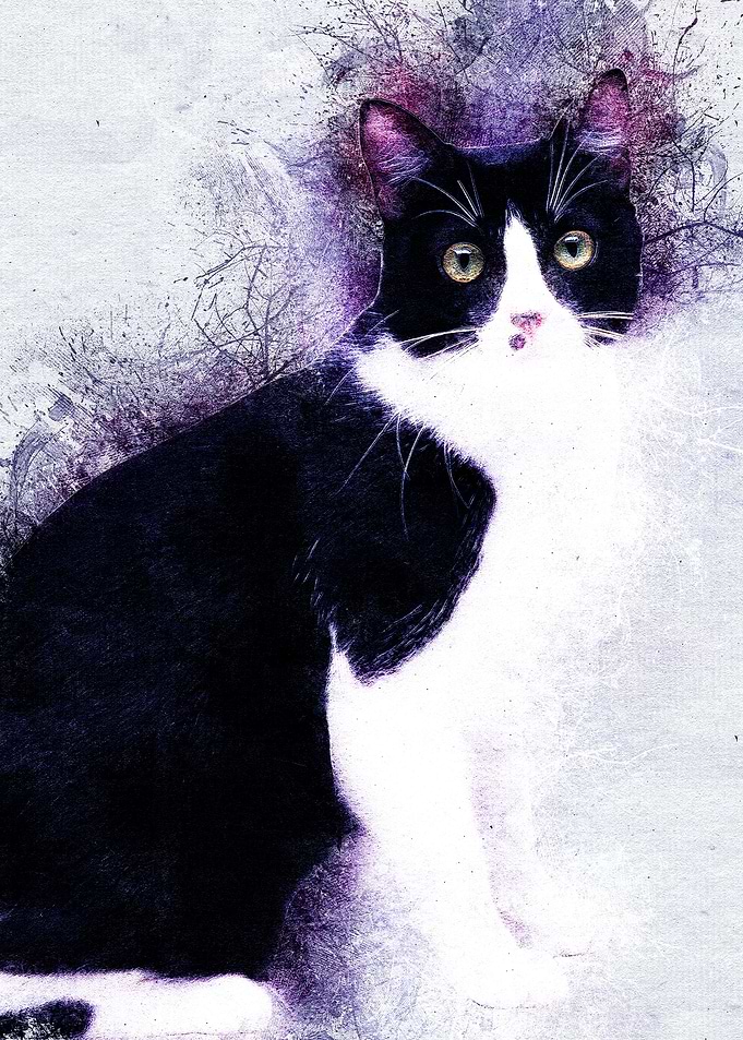 Cat 12