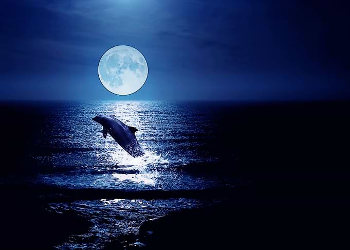 Dolphine with the moon