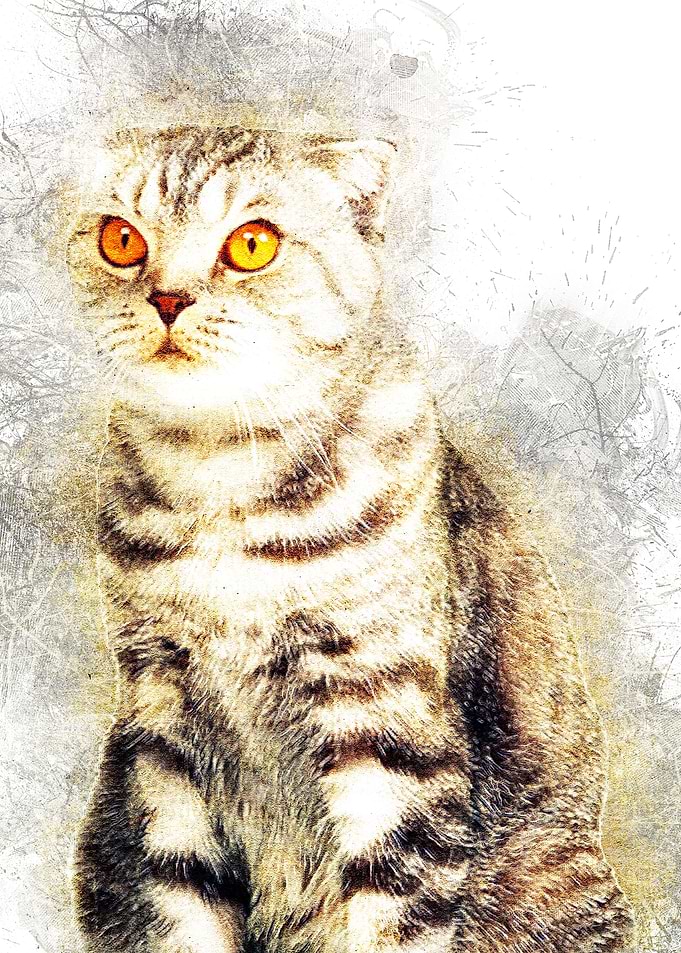 Cat 02
