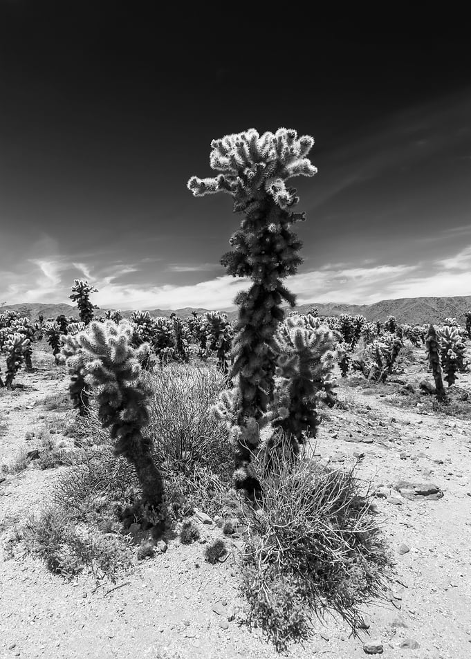 Cholla Cactus Garden