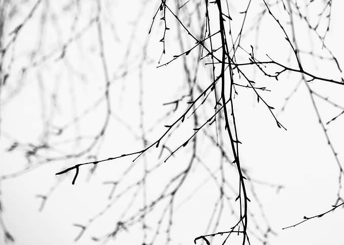 Mix Of Birch Tree Shoots