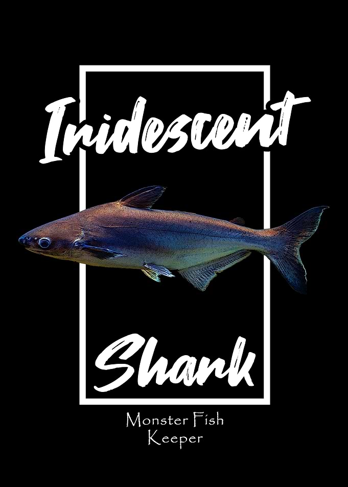 Iridescent Shark Fish Fan