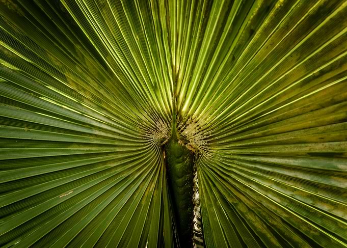 abstract foliage
