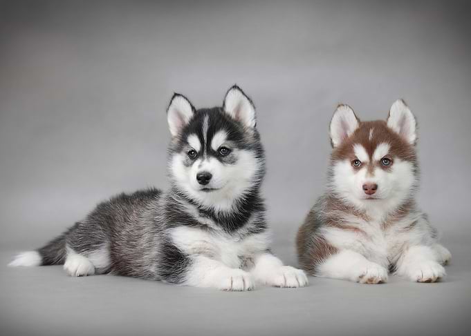 Siberian Husky puppies