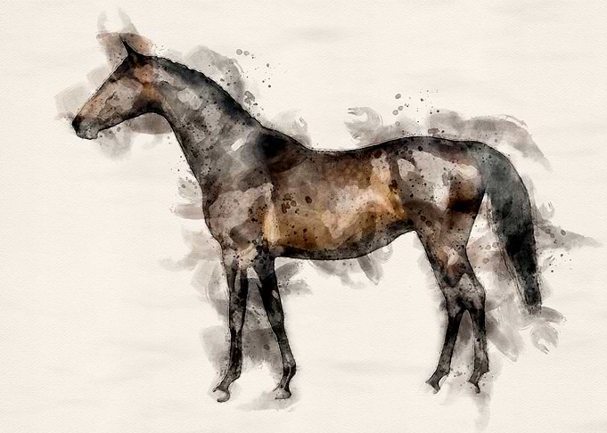 Thoroughbred