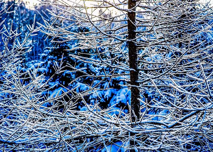 Larix Tree In Winter