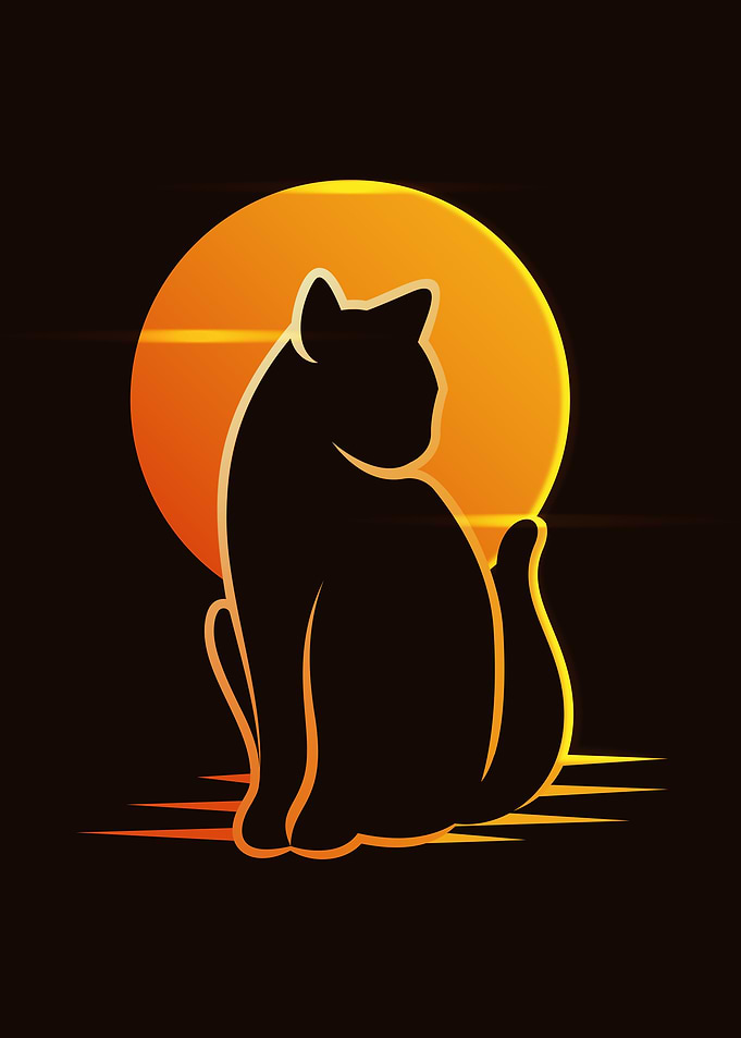 cat enjoy the sunset