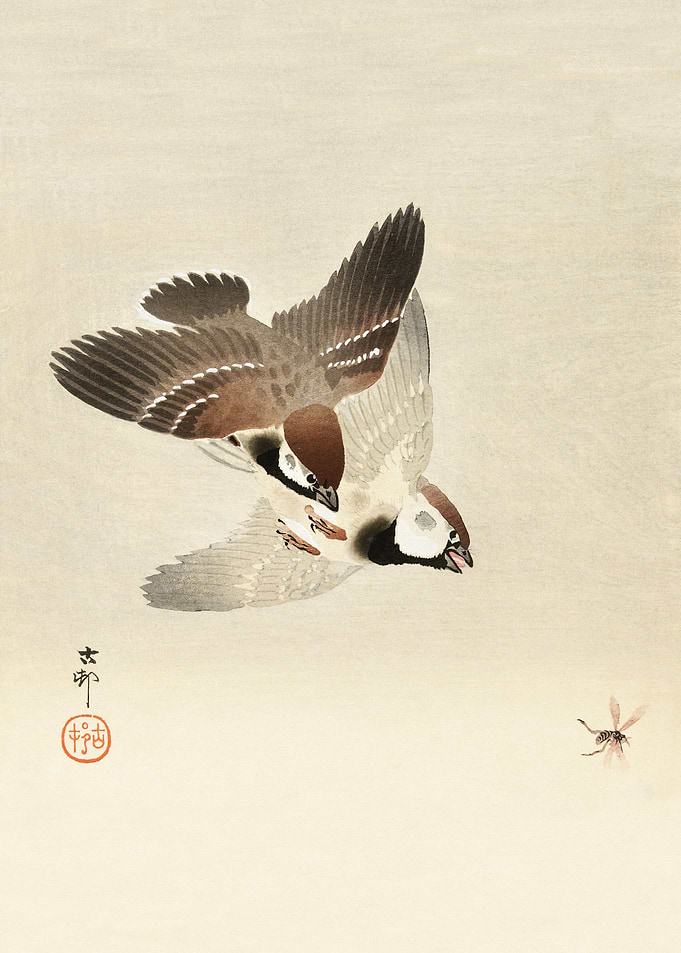 Sparrows chasing insect