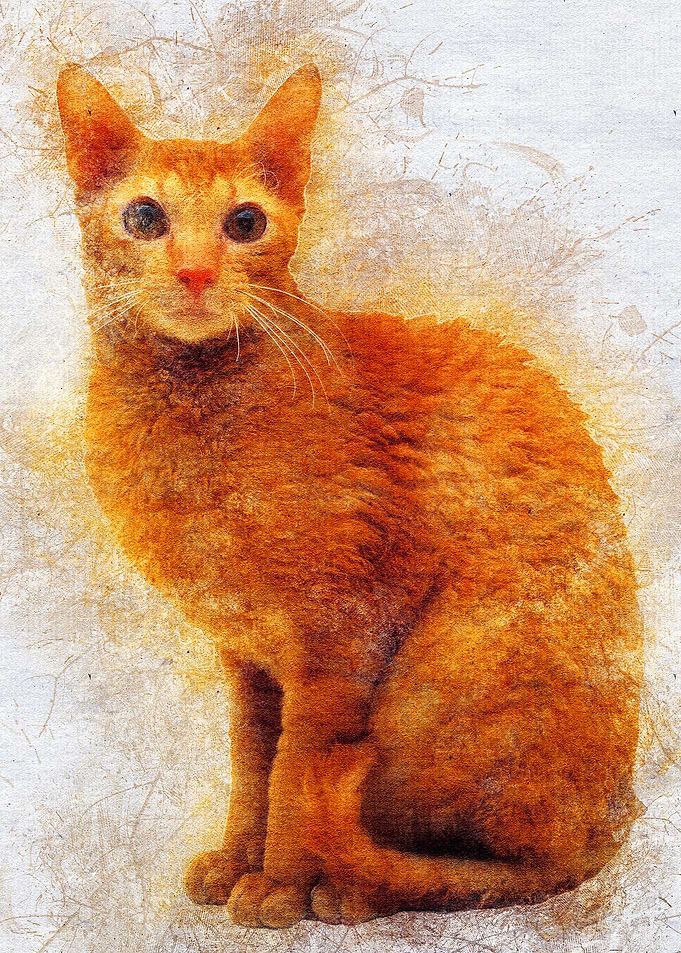Cat 26