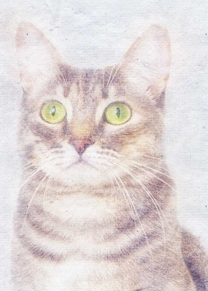 Cat 31