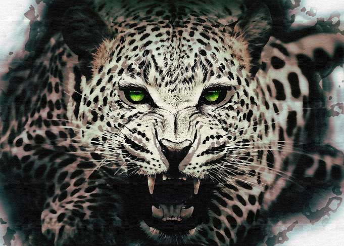Leopard
