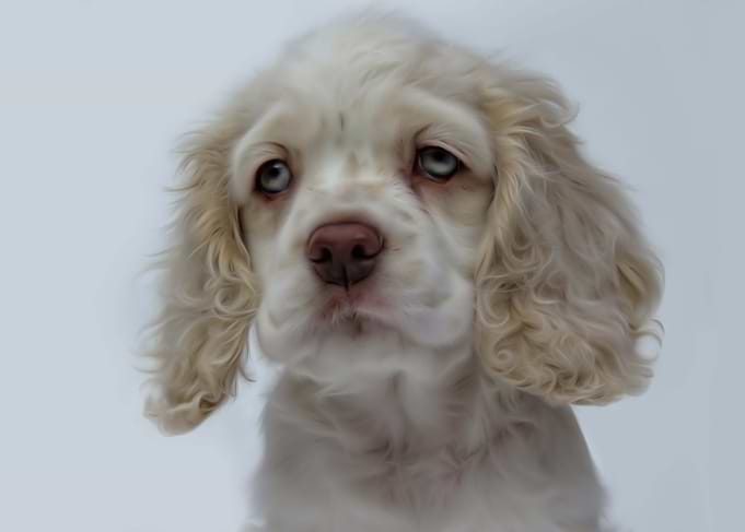 Baby Puppy