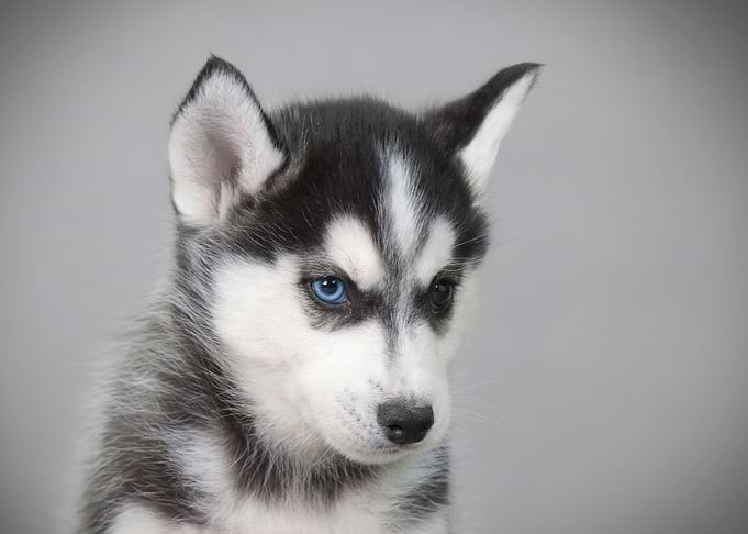 Siberian Husky puppy