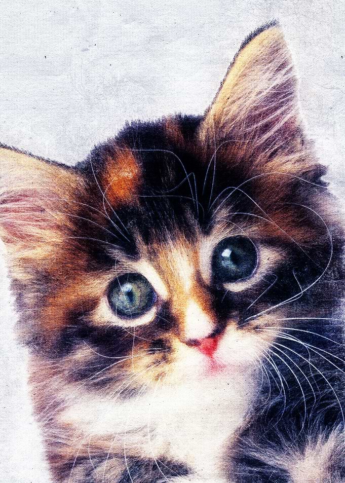 Cat 22