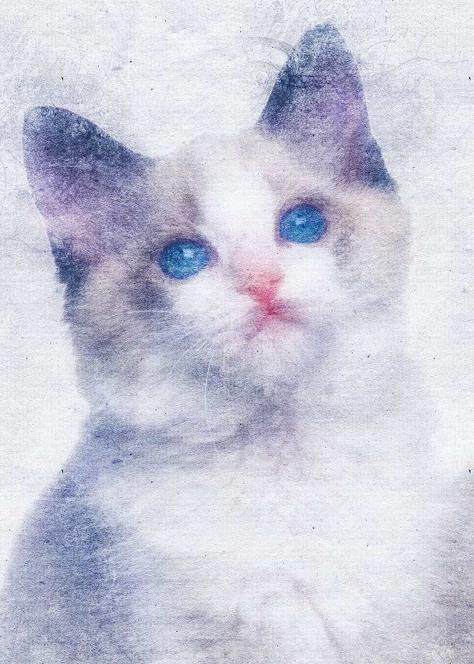 Cat 32