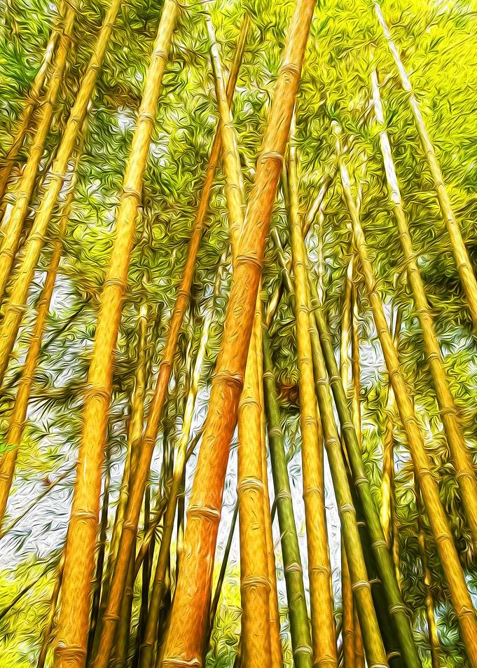 Bamboo Forest