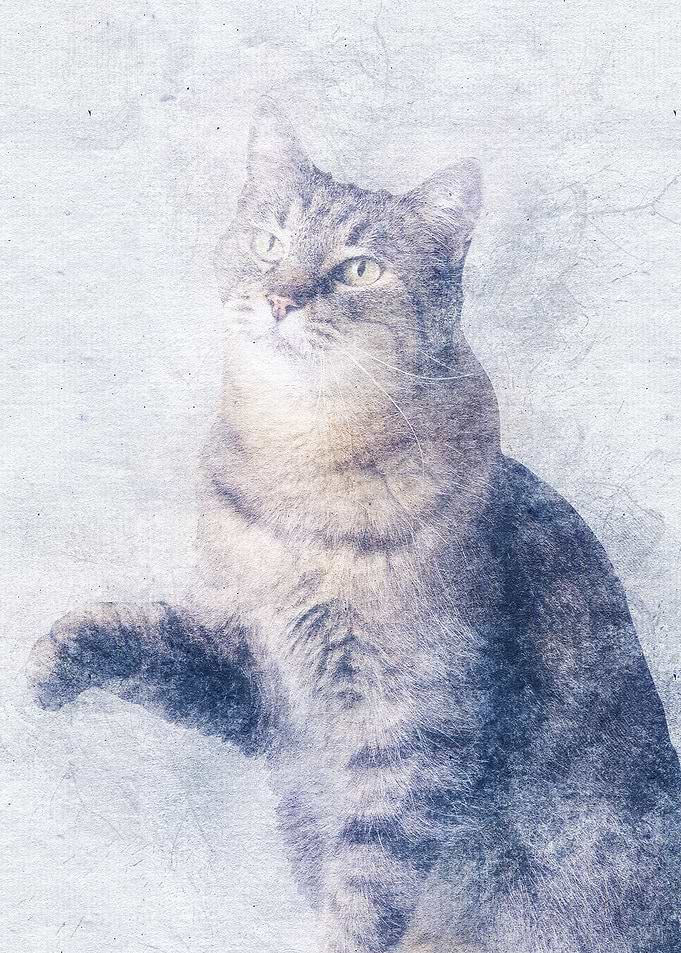Cat 26