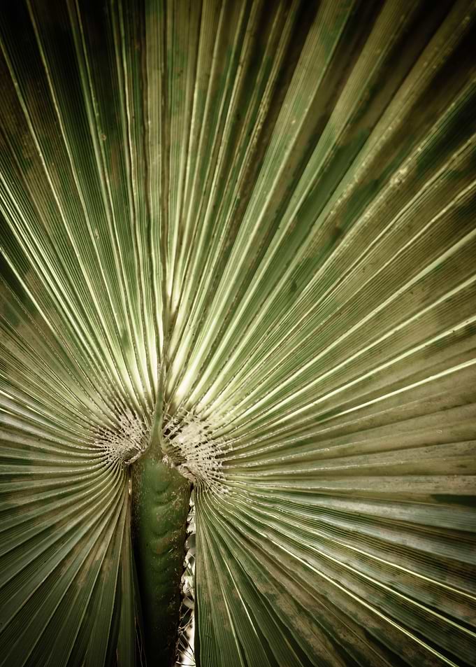 abstract foliage2