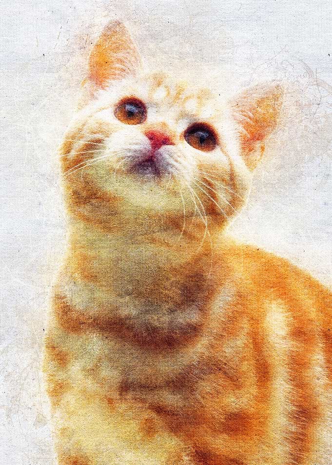 Cat 21