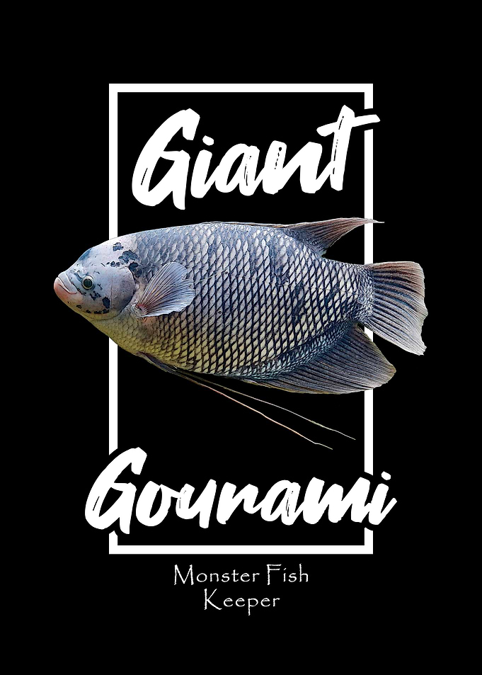 Giant Gourami Monster Fish