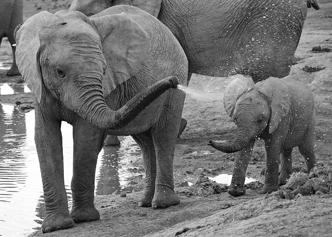 Elephant Shower 769