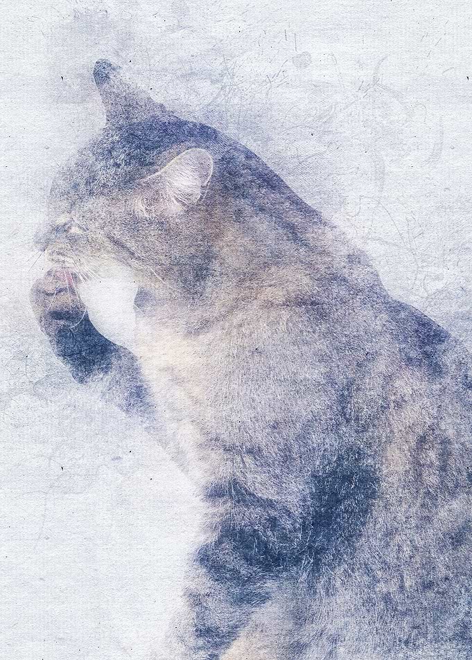 Cat 27