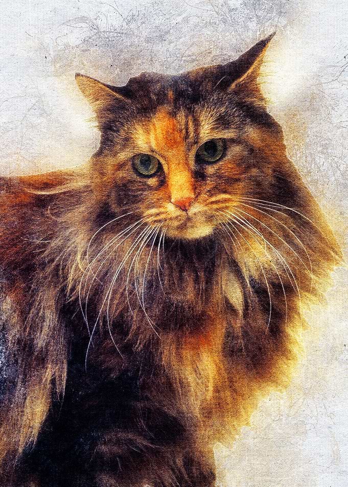 Cat 24