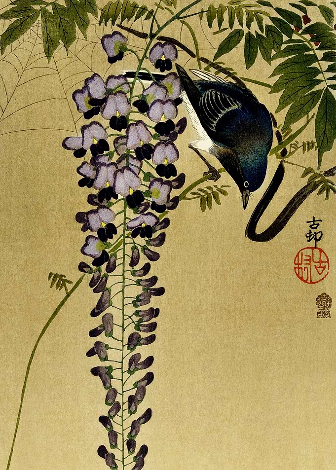 Bird on wisteria flower