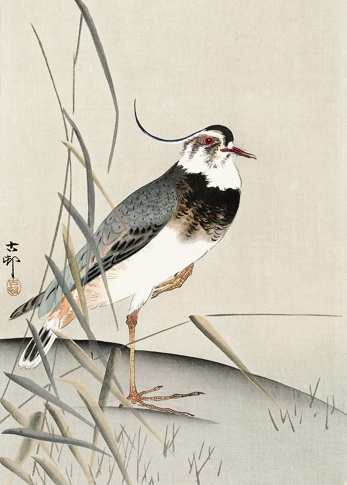 Pewit bird in the field