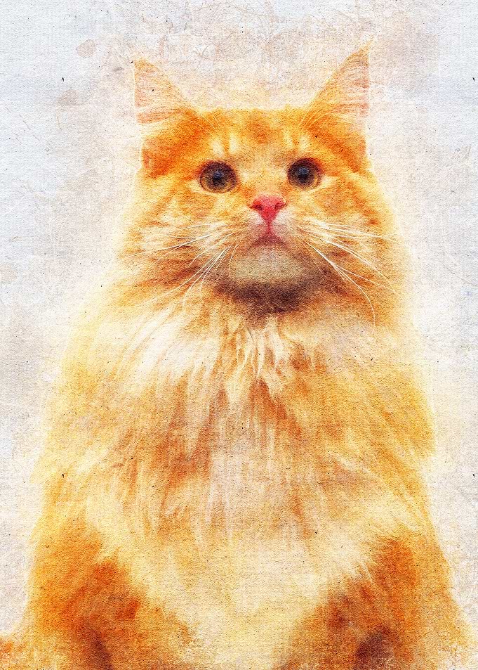 Cat 21