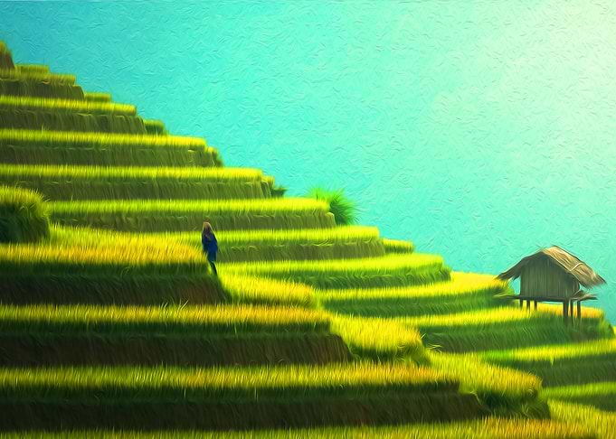 Rice Fields