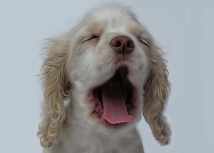 Sleepy Puppy