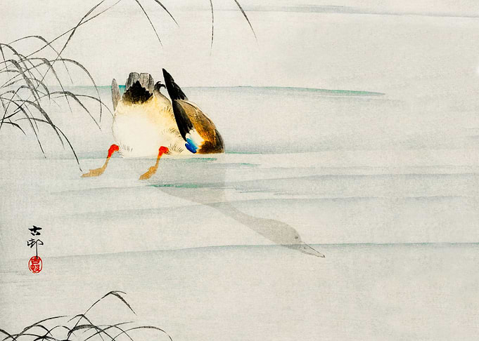 Diving Mallard duck print