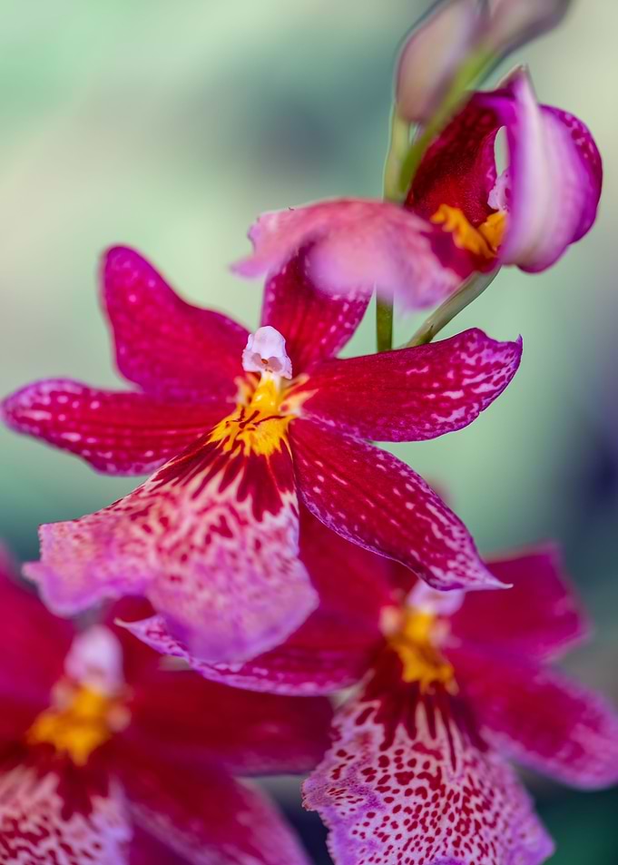 Orchid Flower