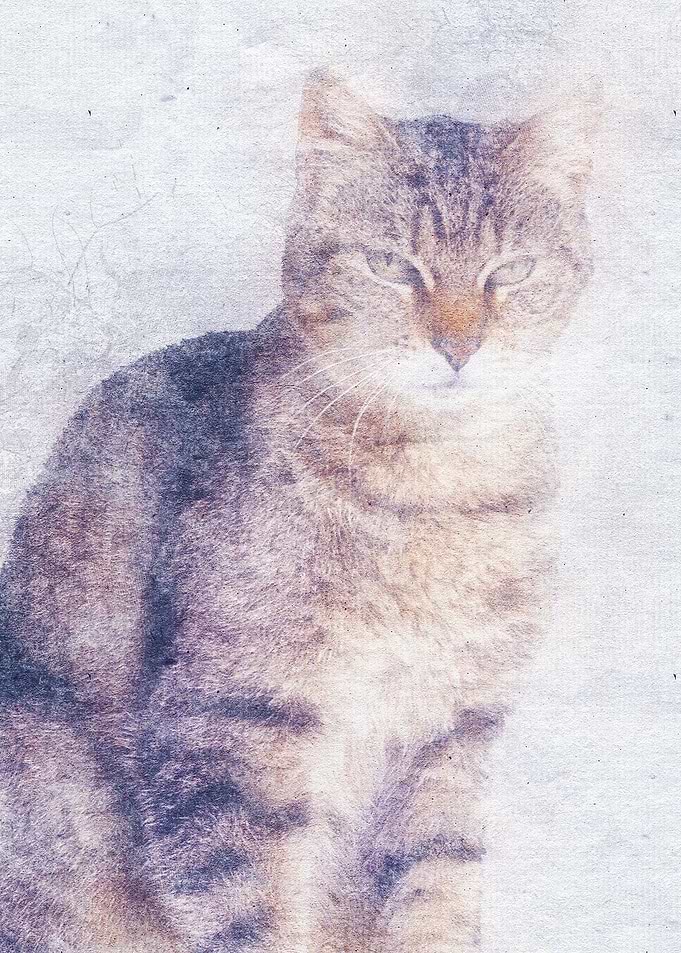Cat 29