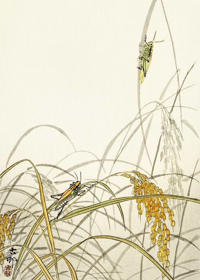 Grasshoppers on plants art
