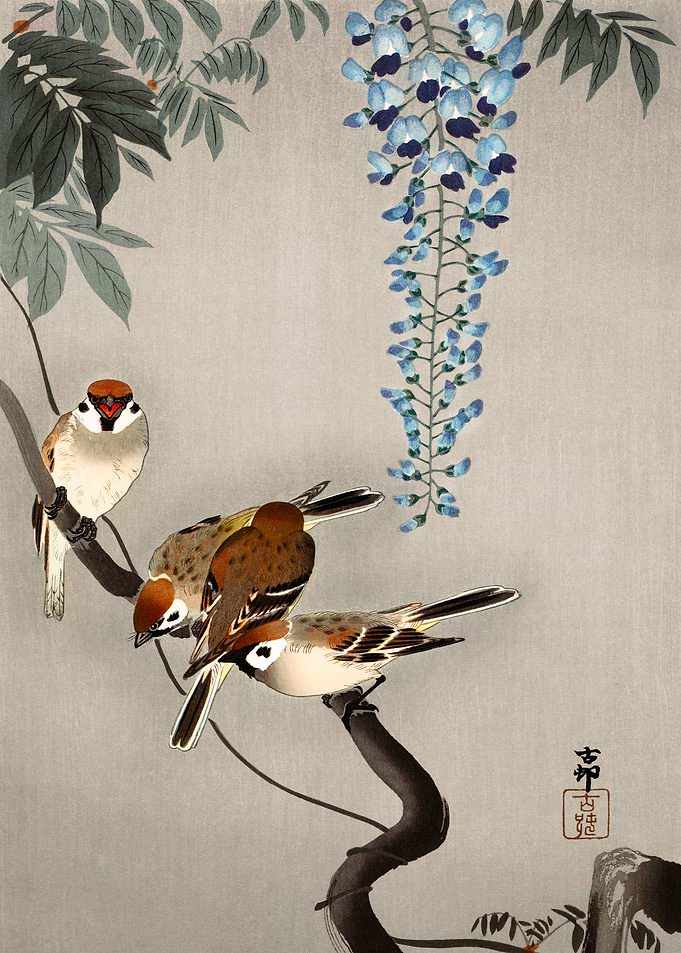 Sparrows on wisteria tree