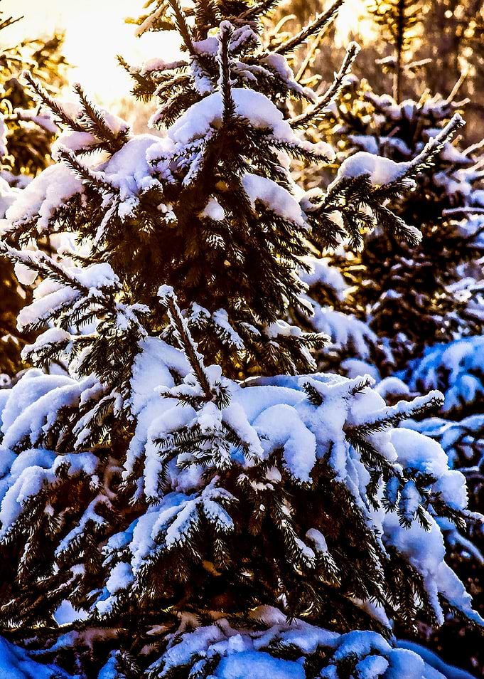 Fir Tree In Winter Evening