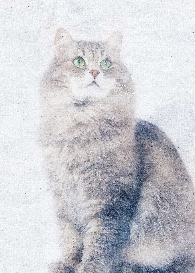 Cat 30