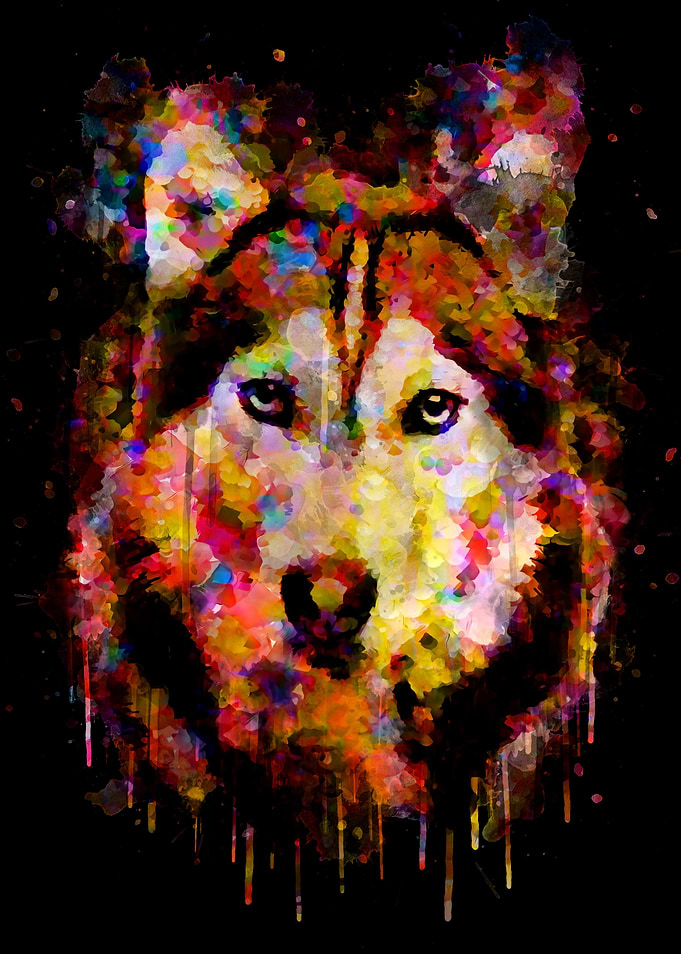 colorful siberian husky