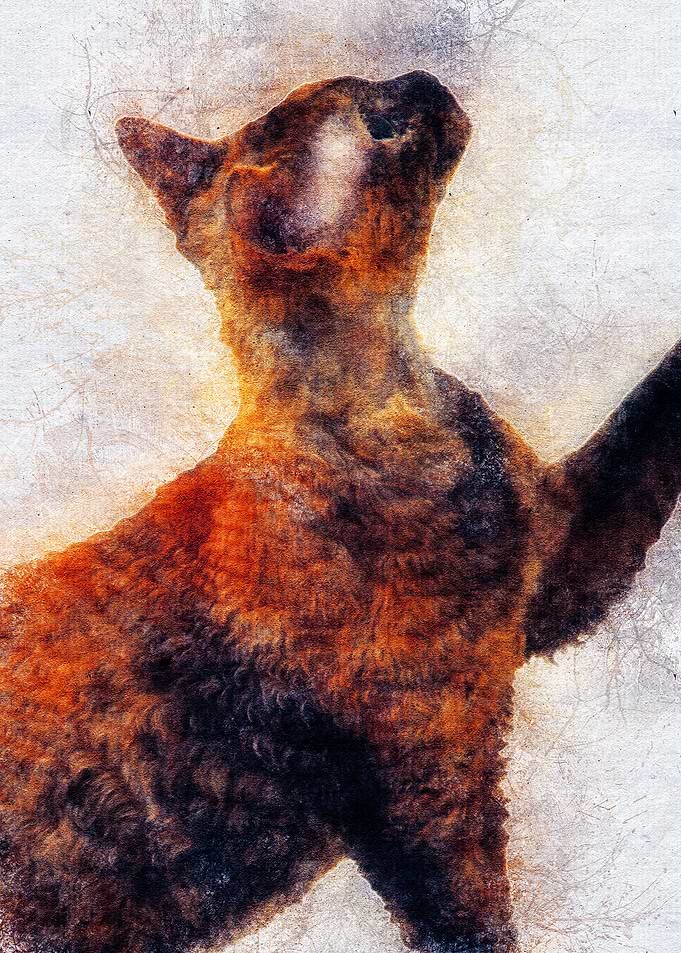Cat 19