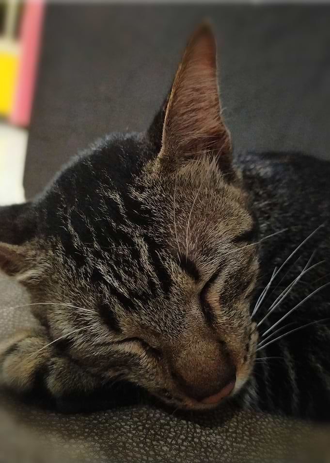 Cute Cat on Sleep
