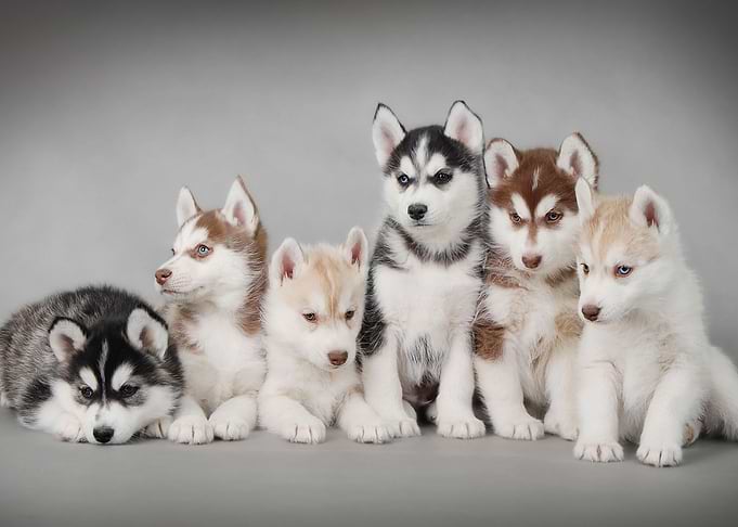 Siberian Husky puppies