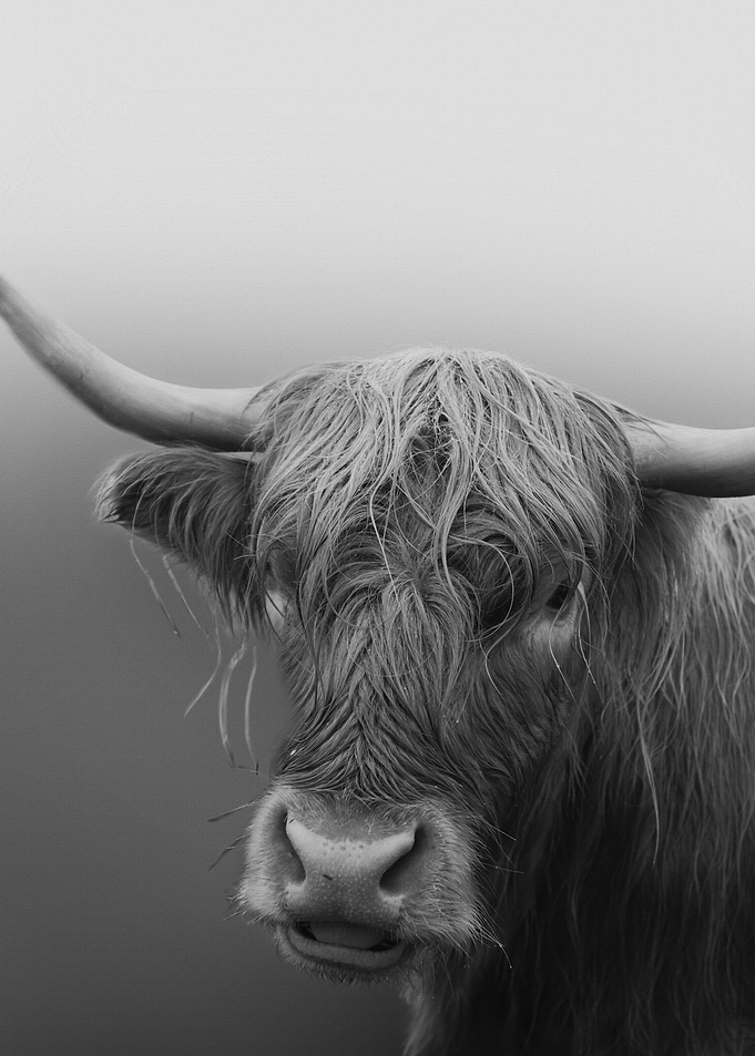Highland Cow