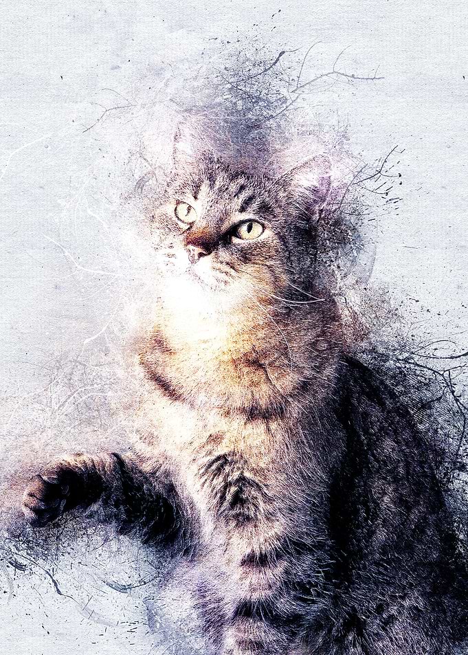 Cat 23