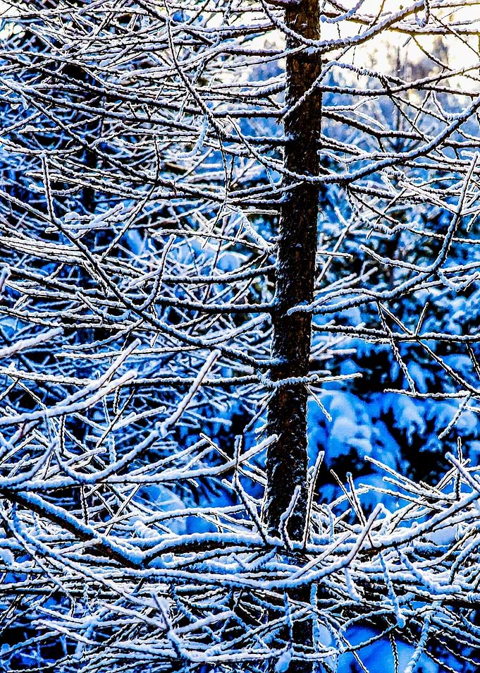 Larix Tree In Wintertime