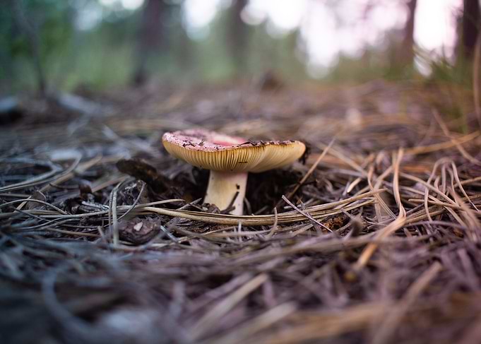 Red Russula