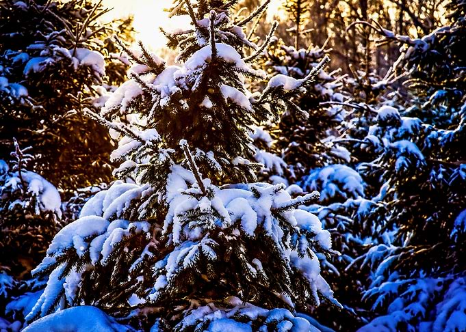 Winter Sunset And Fir Tree