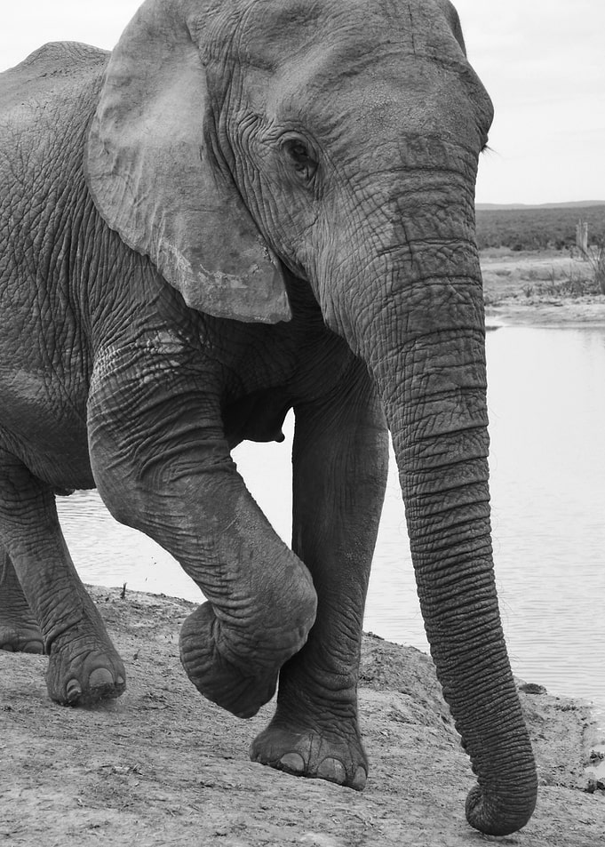 Elephant Lady 699